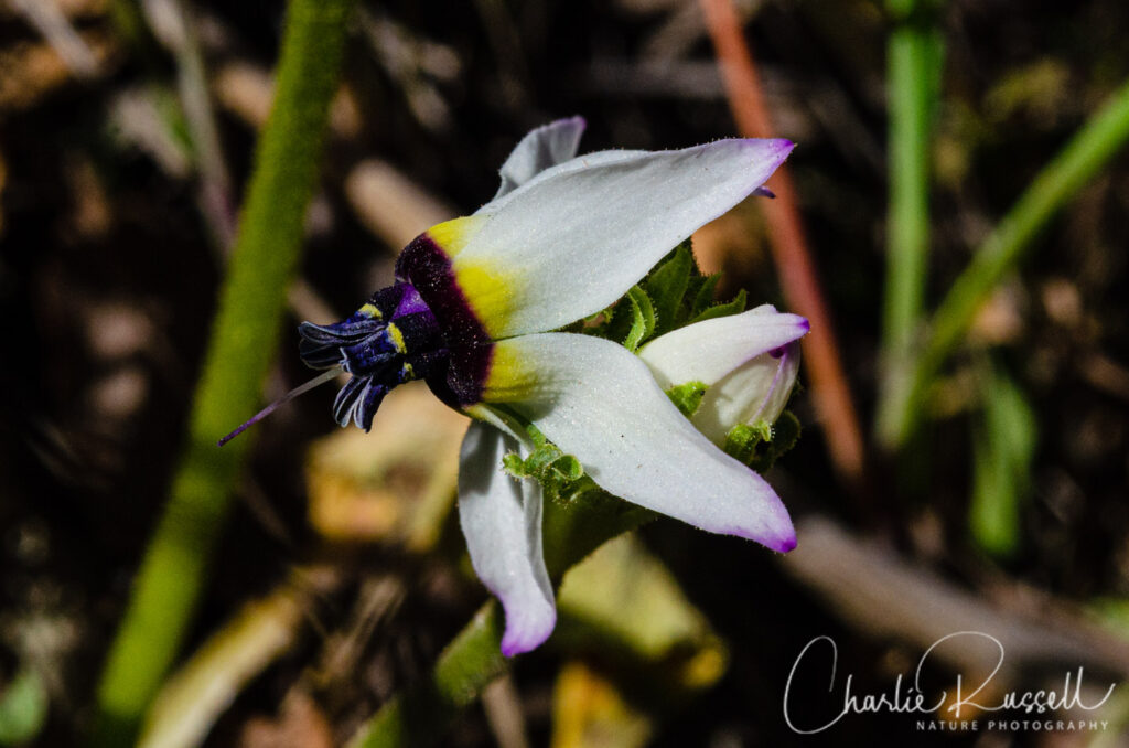 Padre's shooting star, Primula clevelandii var. patula