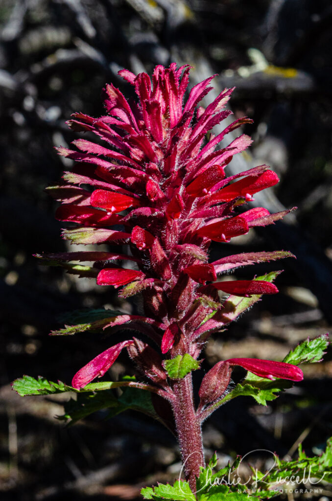 Warrior's plume, Pedicularis densiflora