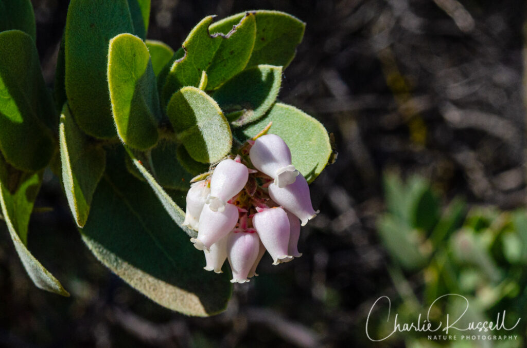 Mount Diablo manzanita, Arctostaphylos auriculata