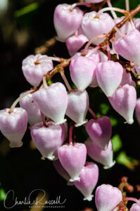 Manzanita sp.