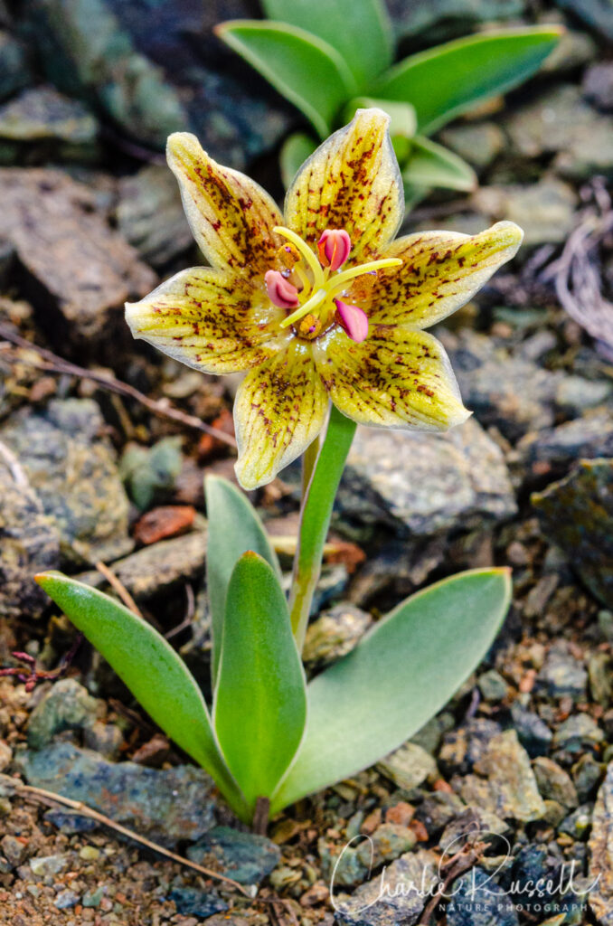 Purdy's fritillary, Fritillaria purdyi