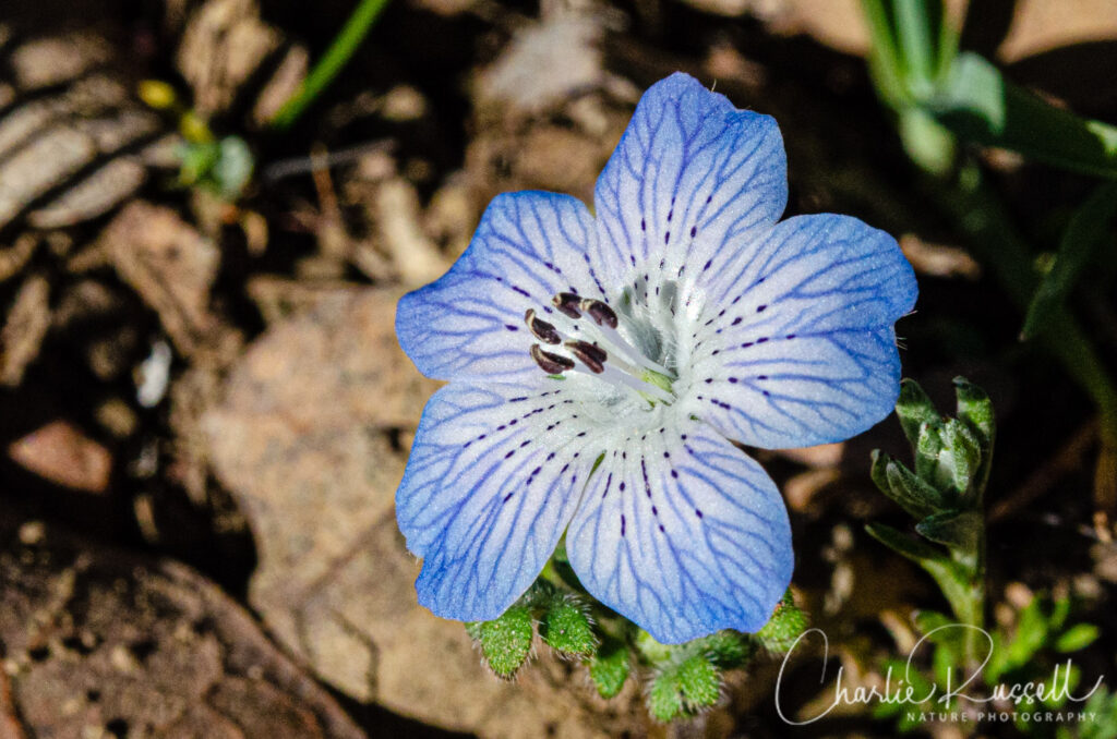 Baby blue eyes, Nemophila menziesii var. menziesii