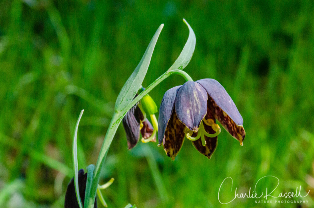 Checker lily, Fritillaria affinis