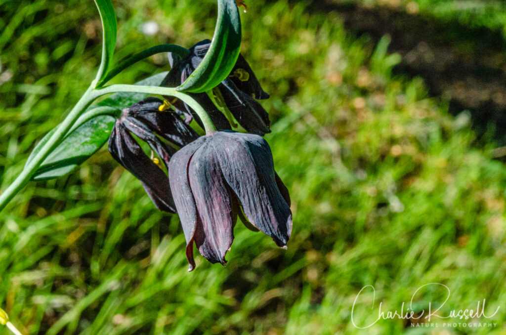 Marin checker lily, Fritillaria lanceolata var. tristulis