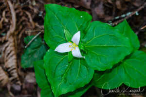 Trillium ovatum, Western trillium