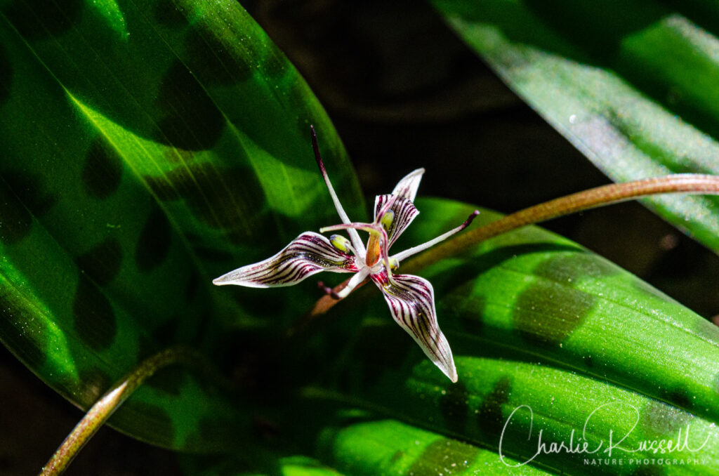 Fetid adder's tongue, Scoliopus bigelovii