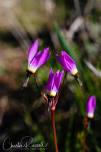 Mosquito bill, Primula hendersonii