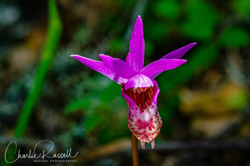 Fairy slipper, Calypso bulbosa var. occidentalis