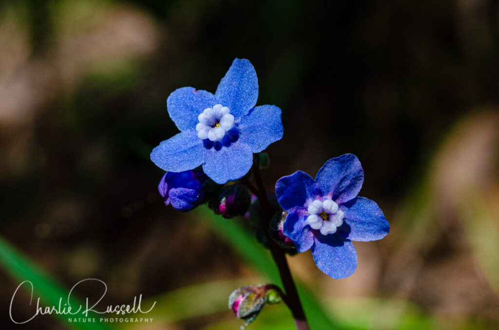 Pacific hound's tongue, Cynoglossum grande