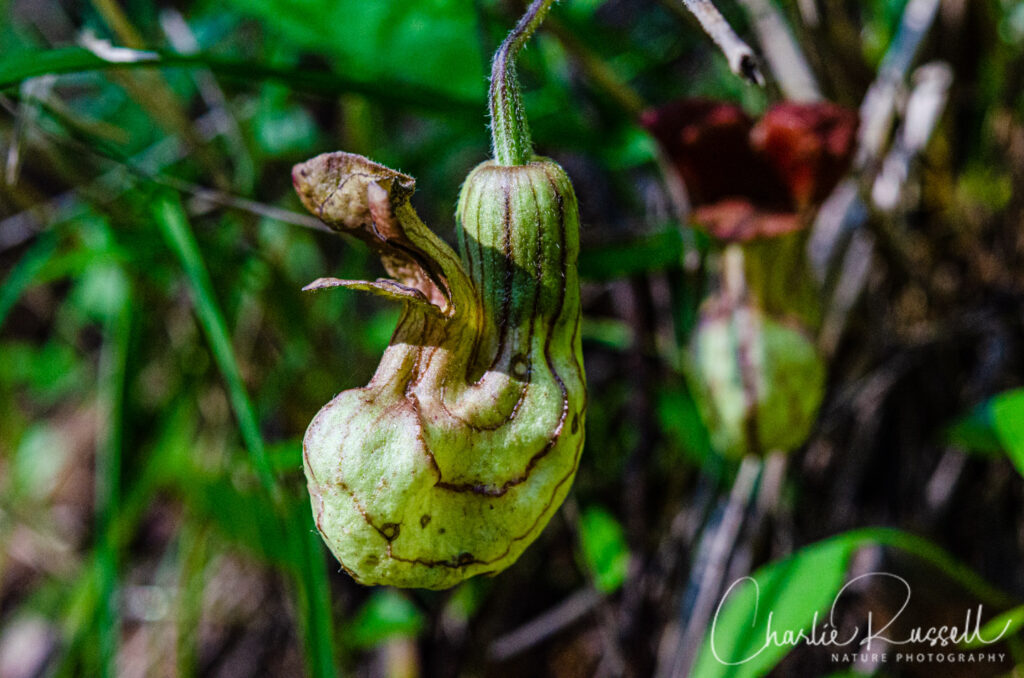 California Dutchman's pipe, Aristolochia californica