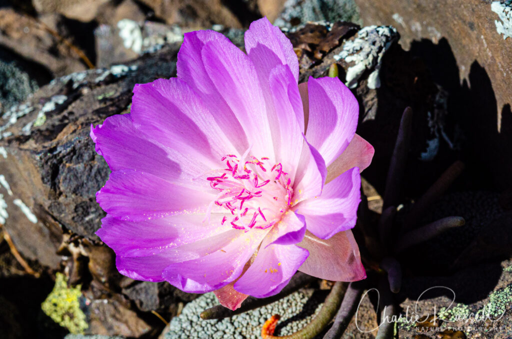 Bitter root, Lewisia rediviva