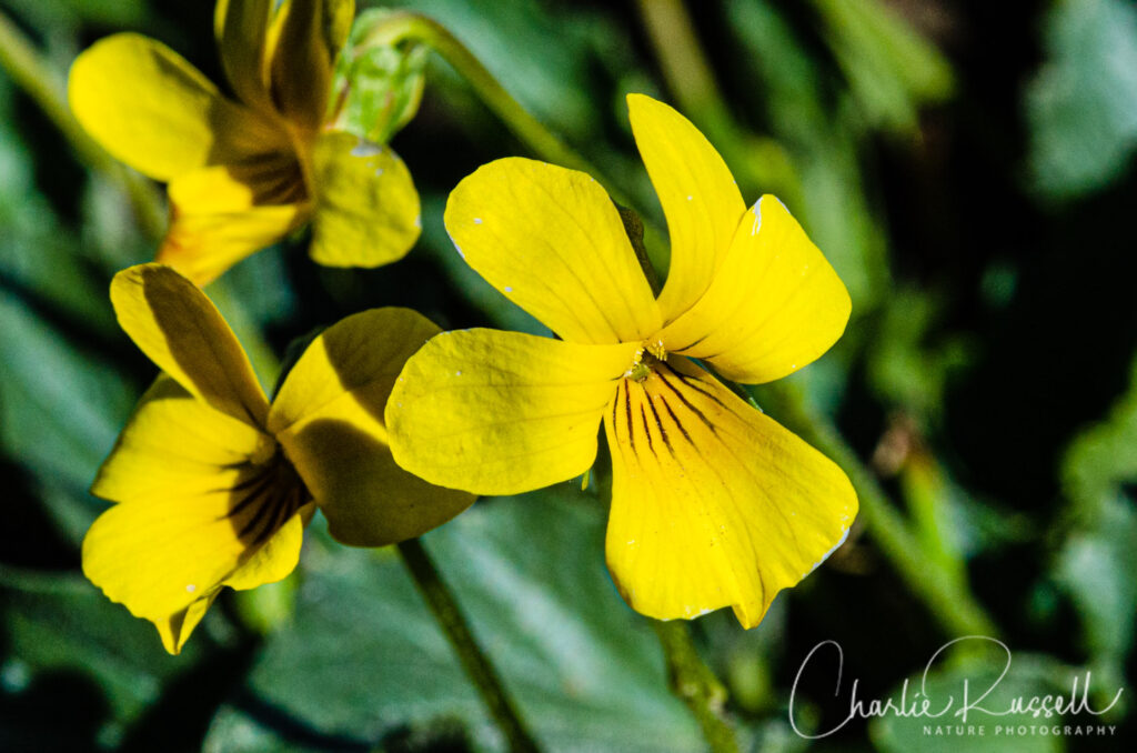 Goosefoot violet, Viola purpurea ssp. quercetorum