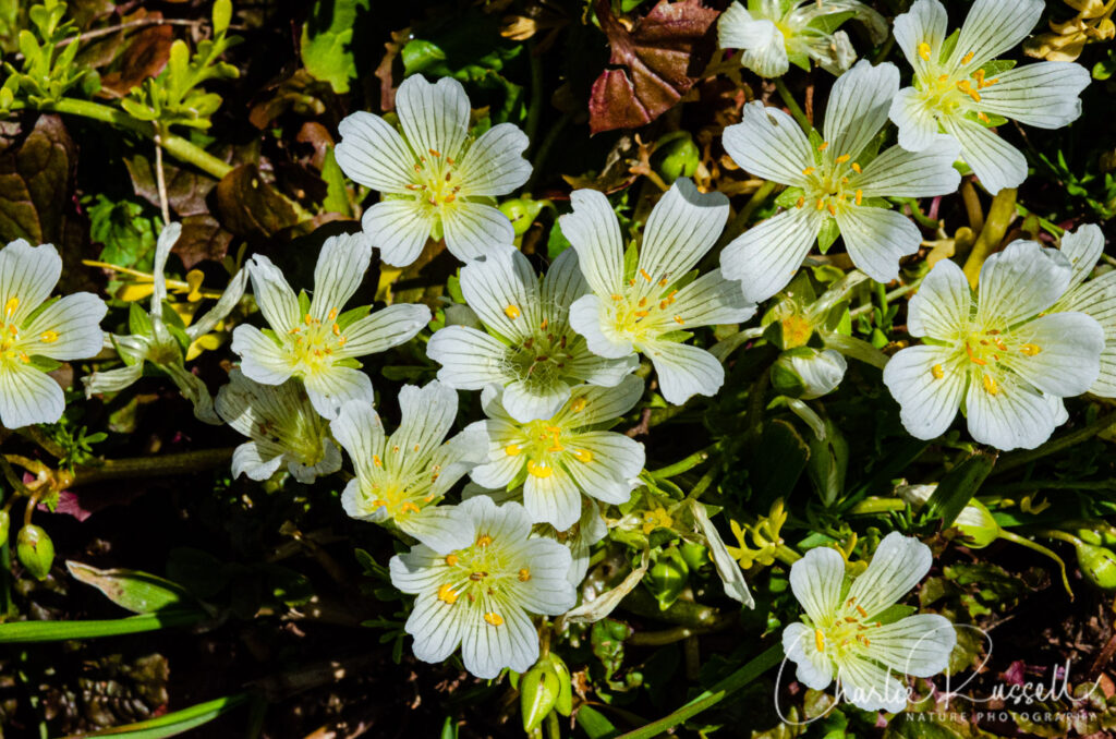 White meadowfoam, Limnanthes alba