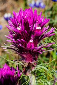 Purple owl's clover, Castilleja exserta