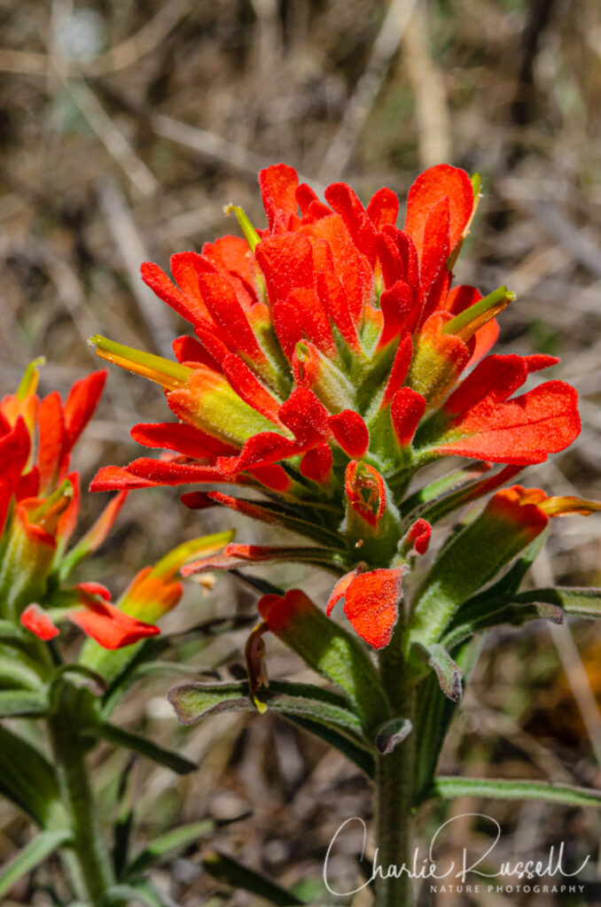 Woolly paintbrush, Castilleja foliolosa