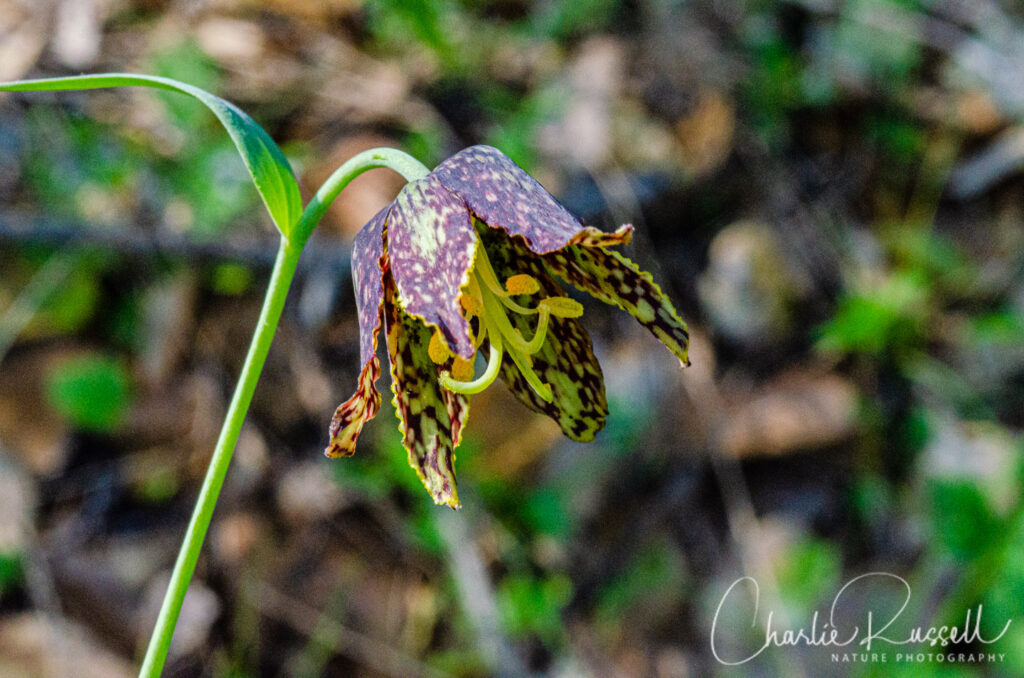 Checker lily, Fritillaria affinis