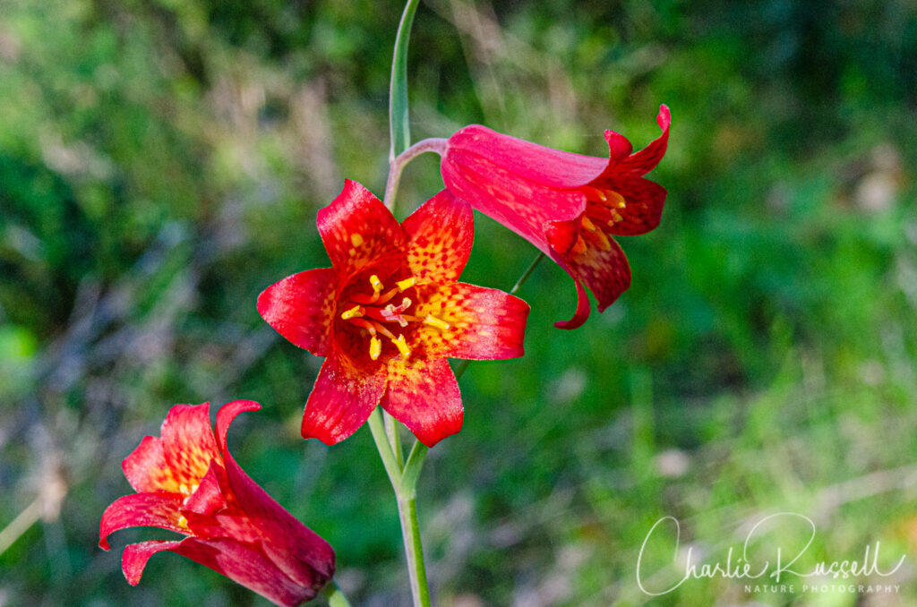 Scarlet fritillary, Fritillaria recurva