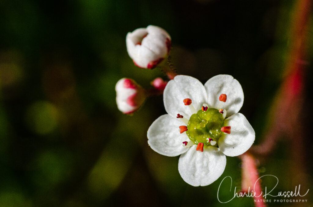 California Saxifrage, Micranthes californica