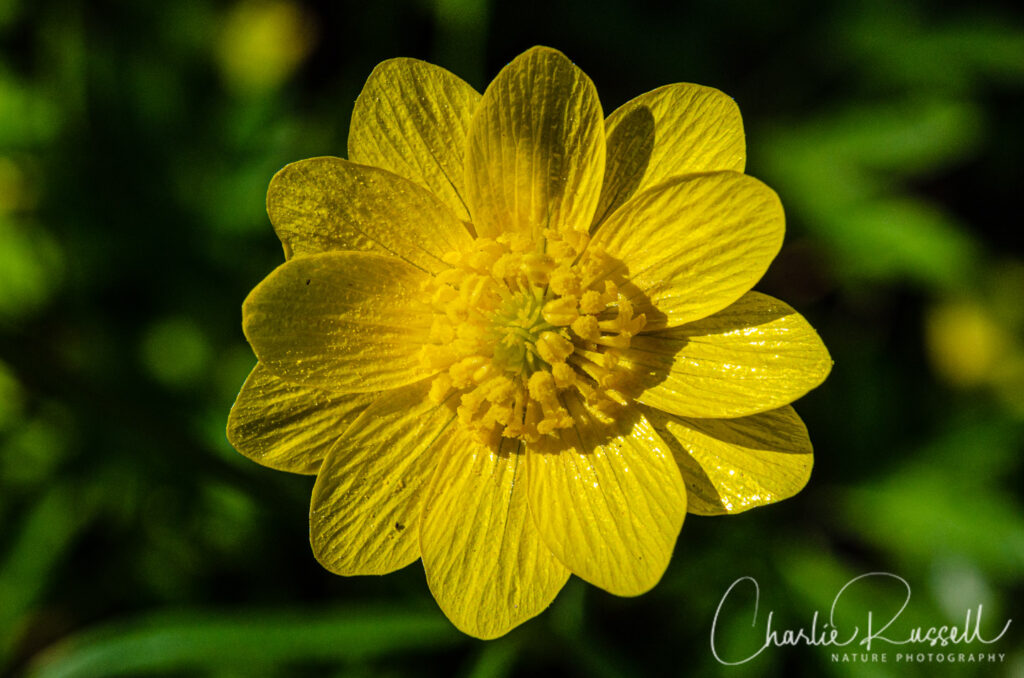 California buttercup, Ranunculus californicus var. californicus