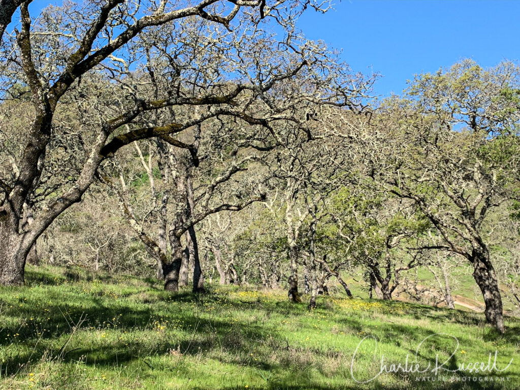 Oak trees and buttercups at the start of the hike