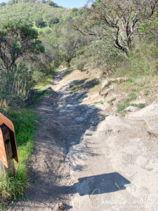 Lower Tilley Loop south side, drier and more exposed, with different wildflowers