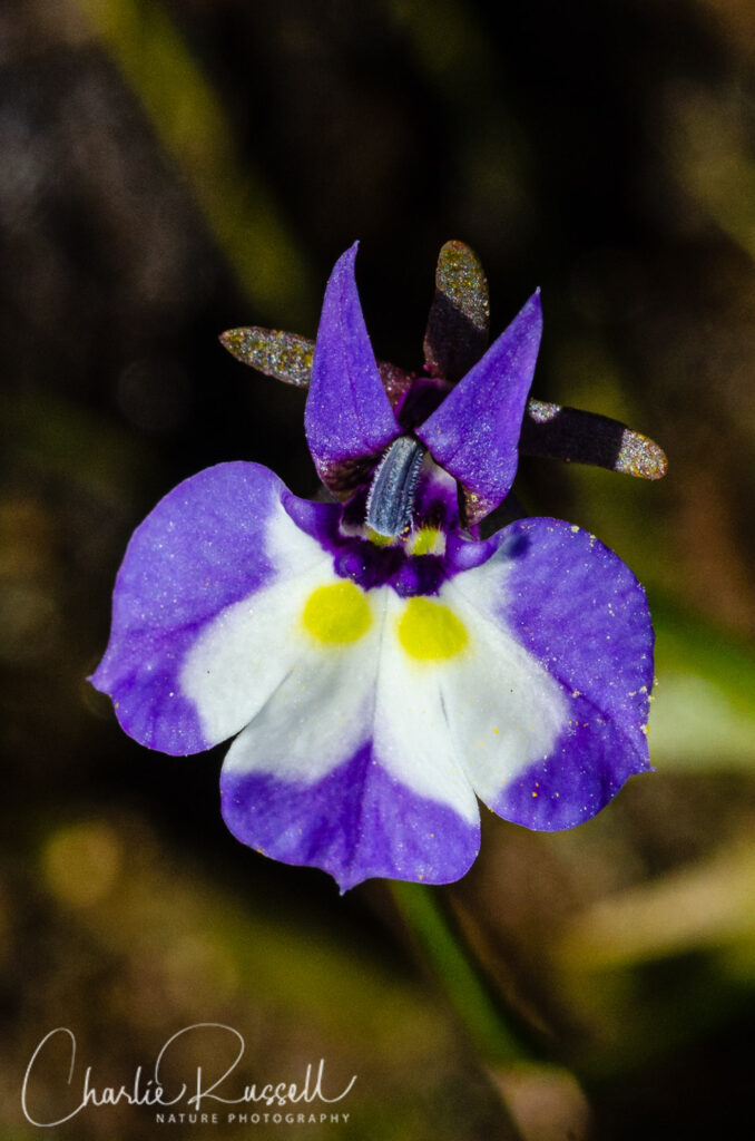 Horned Downingia, Downingia bicornuta