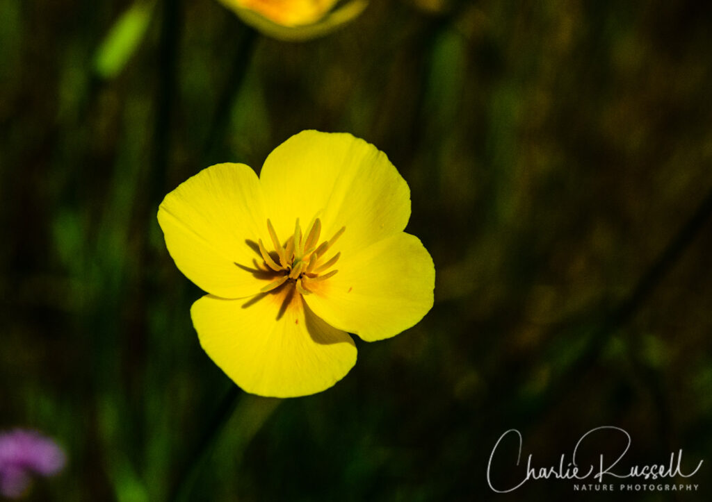 Frying pans, Eschscholzia lobbii