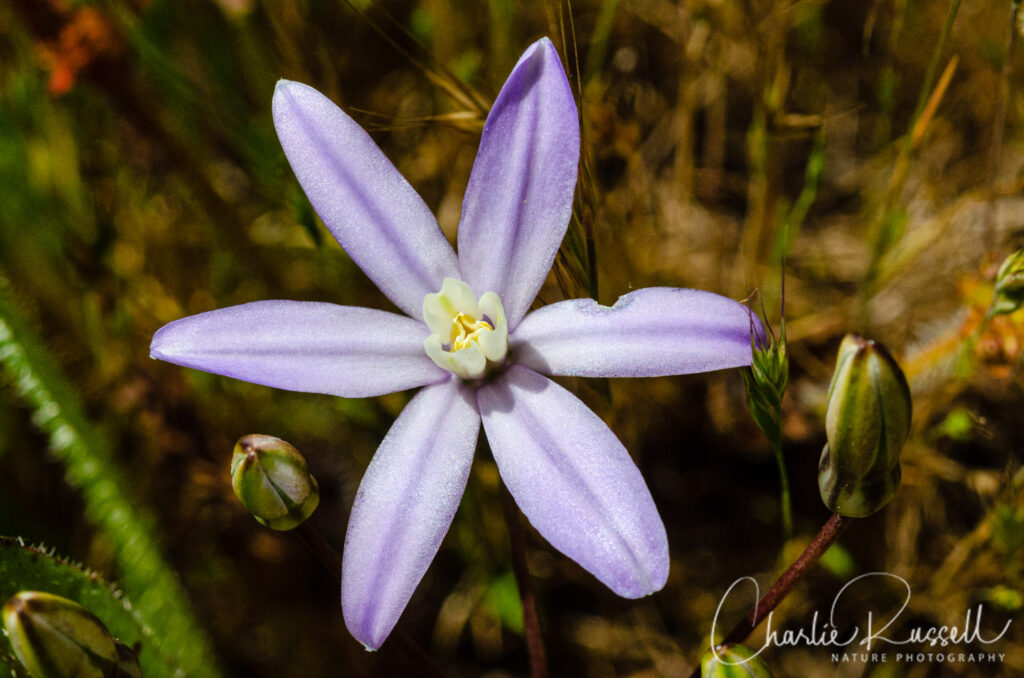 Vernal pool brodiaea, Brodiaea minor