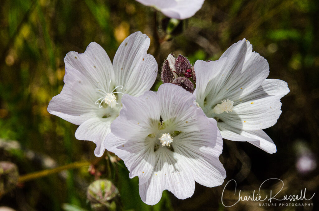 Vernal pool checkerbloom, Sidalcea calycosa