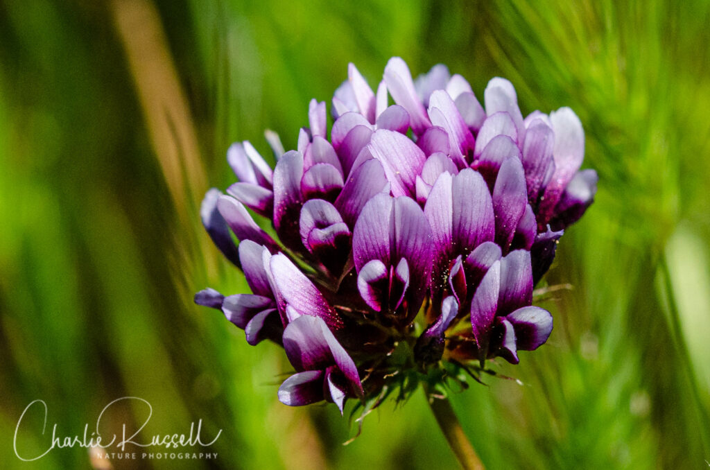 White tipped clover, Trifolium variegatum