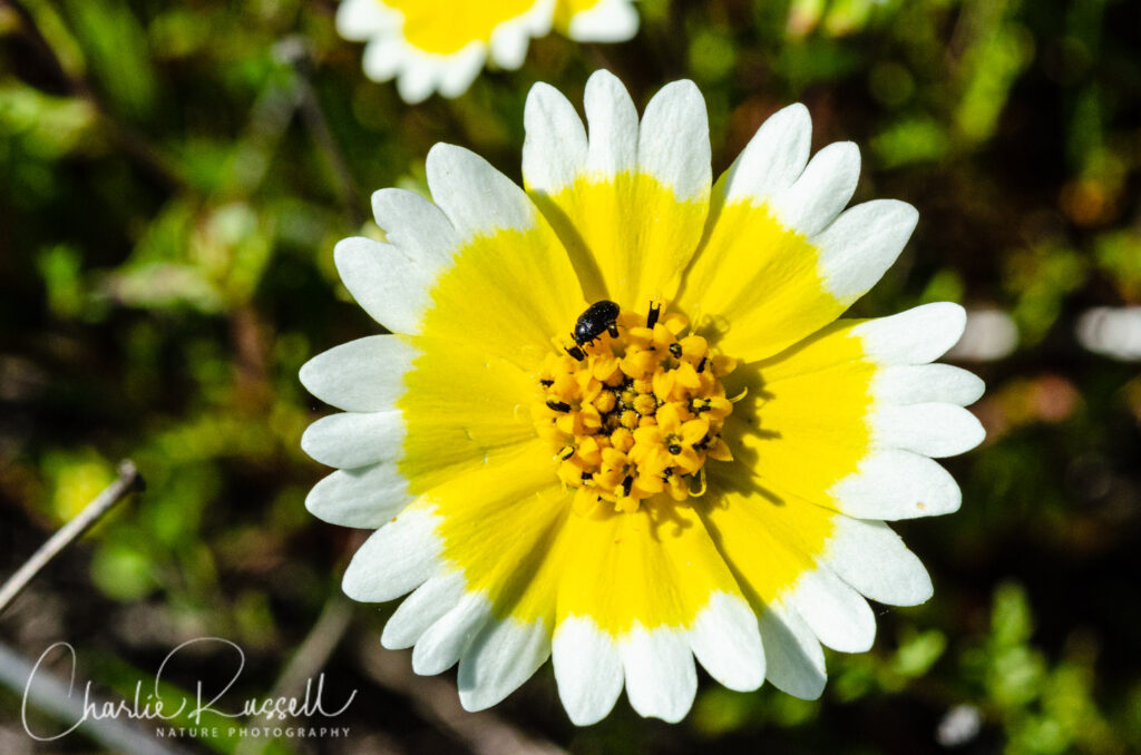 Fremont's tidytips, Layia fremontii