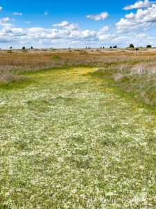 Mather vernal pools (March 2020)