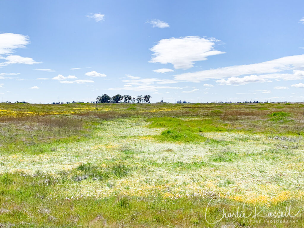 Mather vernal pools (March 2020)