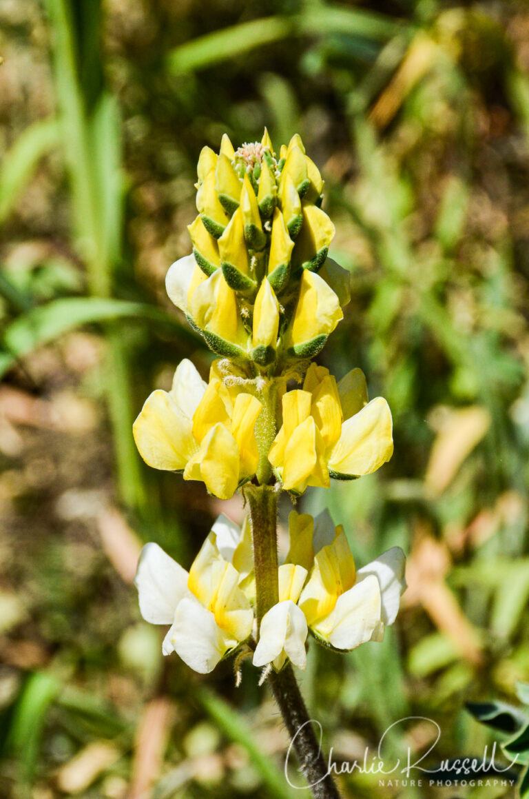 Bear Valley Wildflowers Charlie Russell Nature Photography