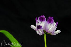 Jepson's milkvetch, Astragalus rattanii var. jepsonianus. CNPS 1B.2