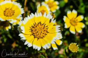 Smooth tidytips, Layia chrysanthemoides