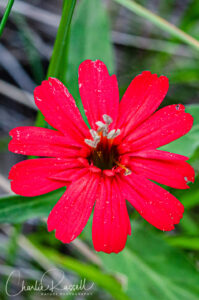 California pink, Silene laciniata ssp. californica