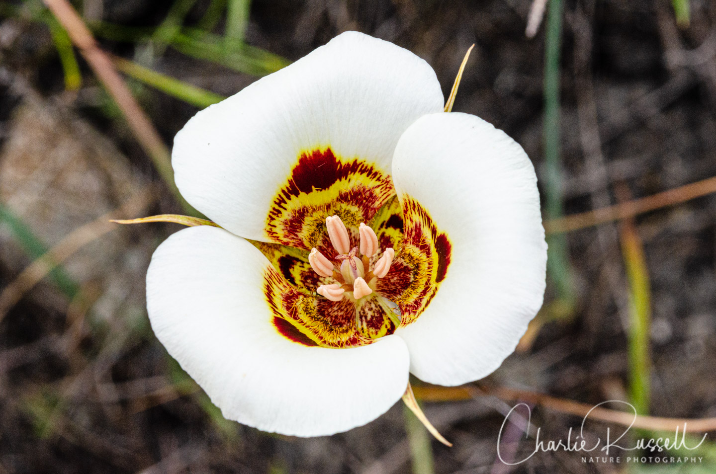 Coast range mariposa lily, Calochortus vestae