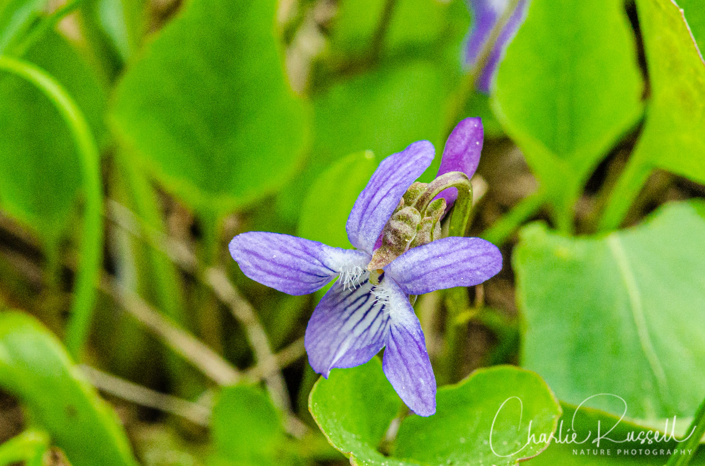 Western dog violet, Viola adunca ssp. adunca