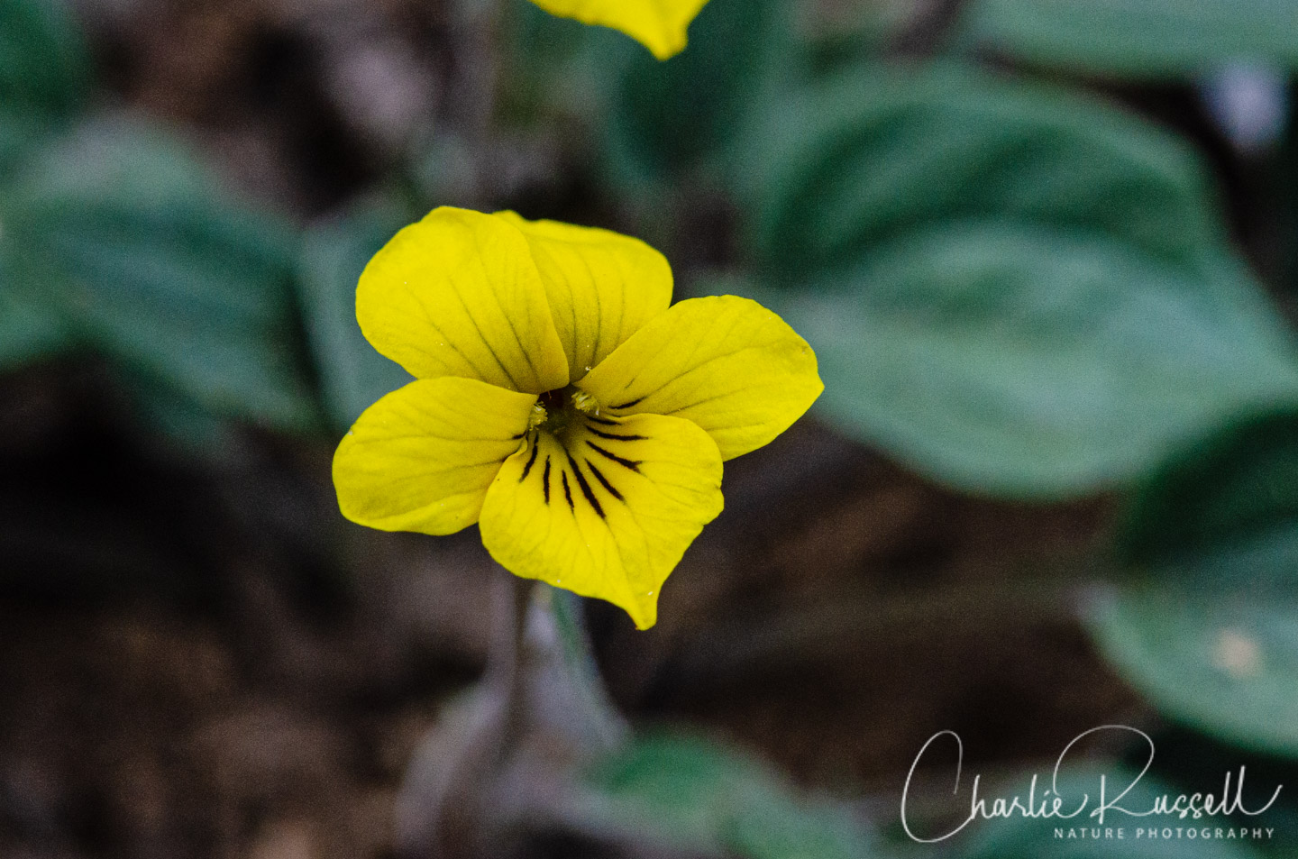 Goosefoot violet, Viola purpurea