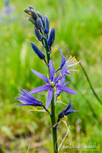 Small camas, Camassia quamash