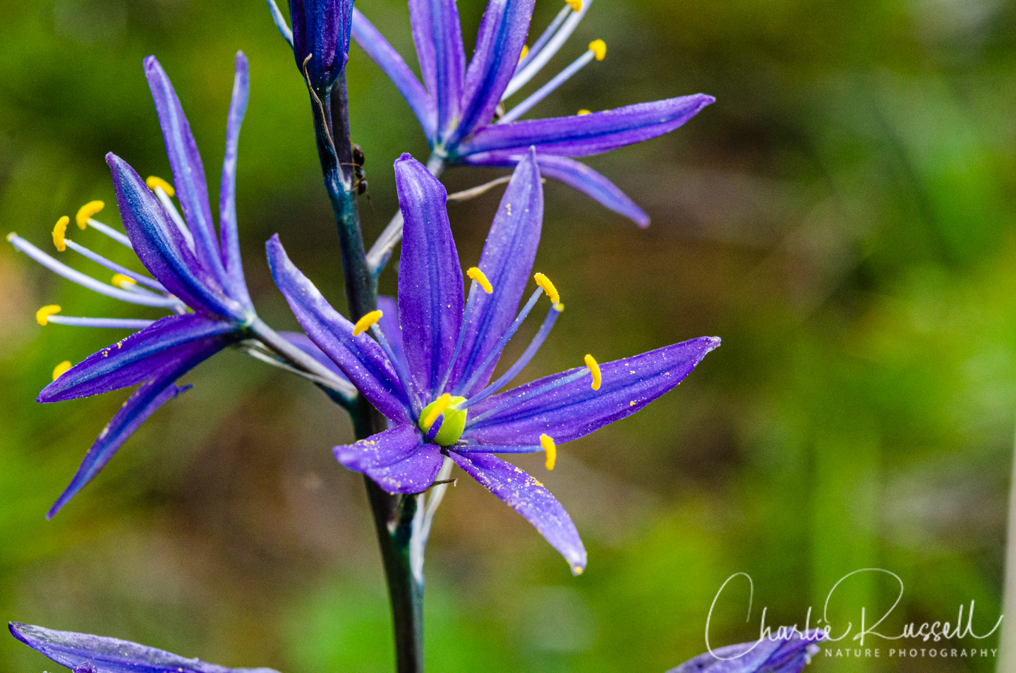 Small camas, Camassia quamash ssp. breviflora