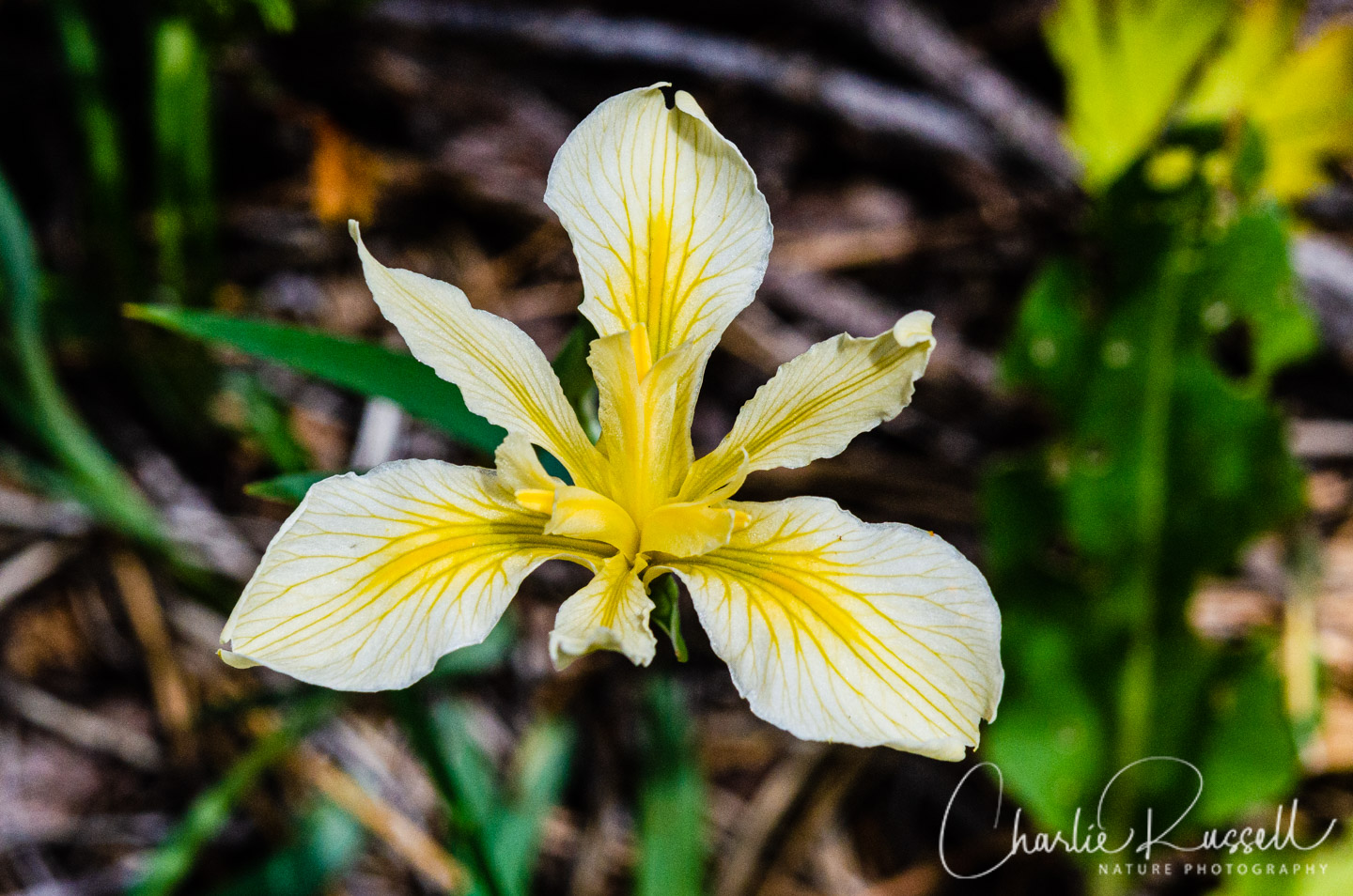 Hartweg's iris (aka Rainbow iris), Iris hartwegii
