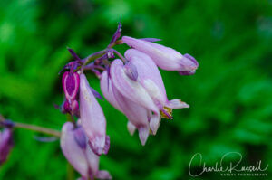 Pacific bleeding heart, Dicentra formosa