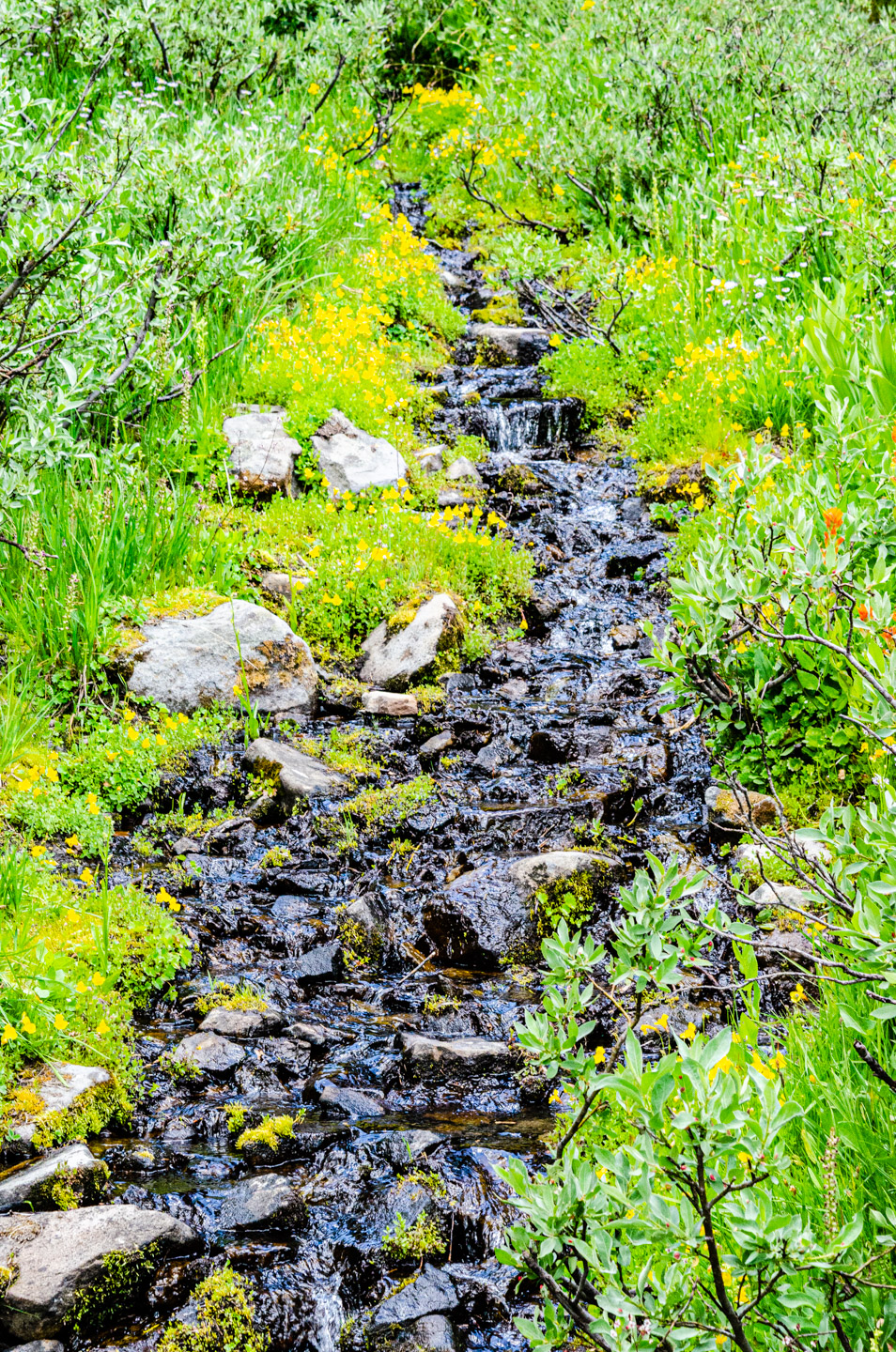 Stream flowing into the meadow. Monkeyflower, paintbrush, bog orchids, and more, line the waterway