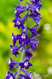 Sierra larkspur, Delphinium glaucum