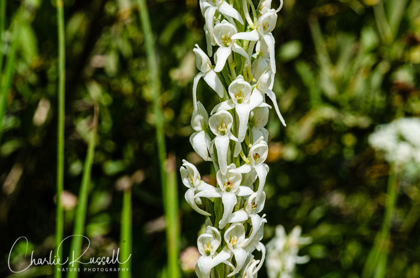 Sierra bog orchid, Platanthera dilatata var. leucostachys