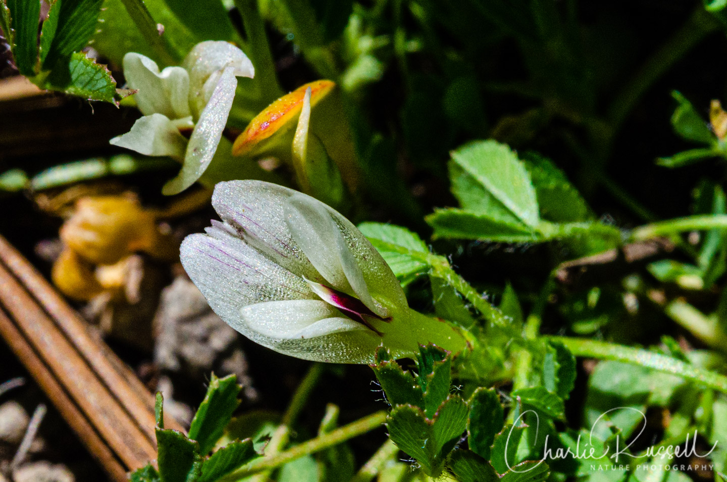 Mountain carpet clover, Trifolium monanthum