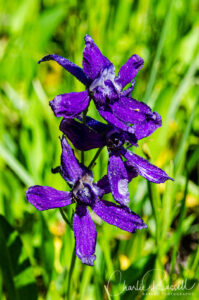 Dwarf larkspur, Delphinium depauperatum