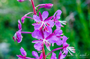 Fireweed, Chamerion angustifolium